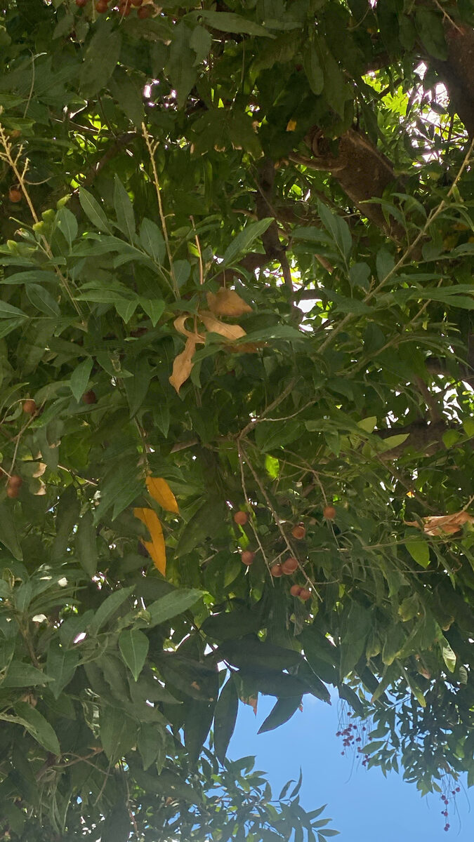 Sapindus detergens