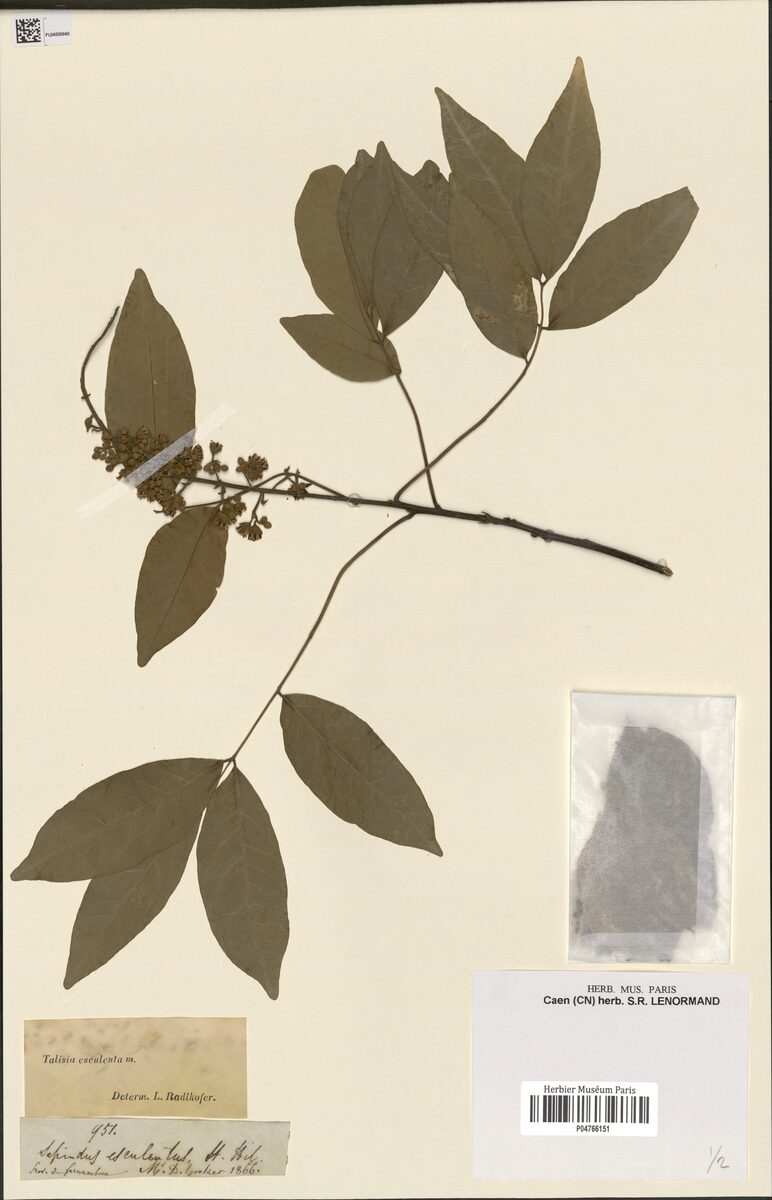 Sapindus esculentus (Pittombera) — photo