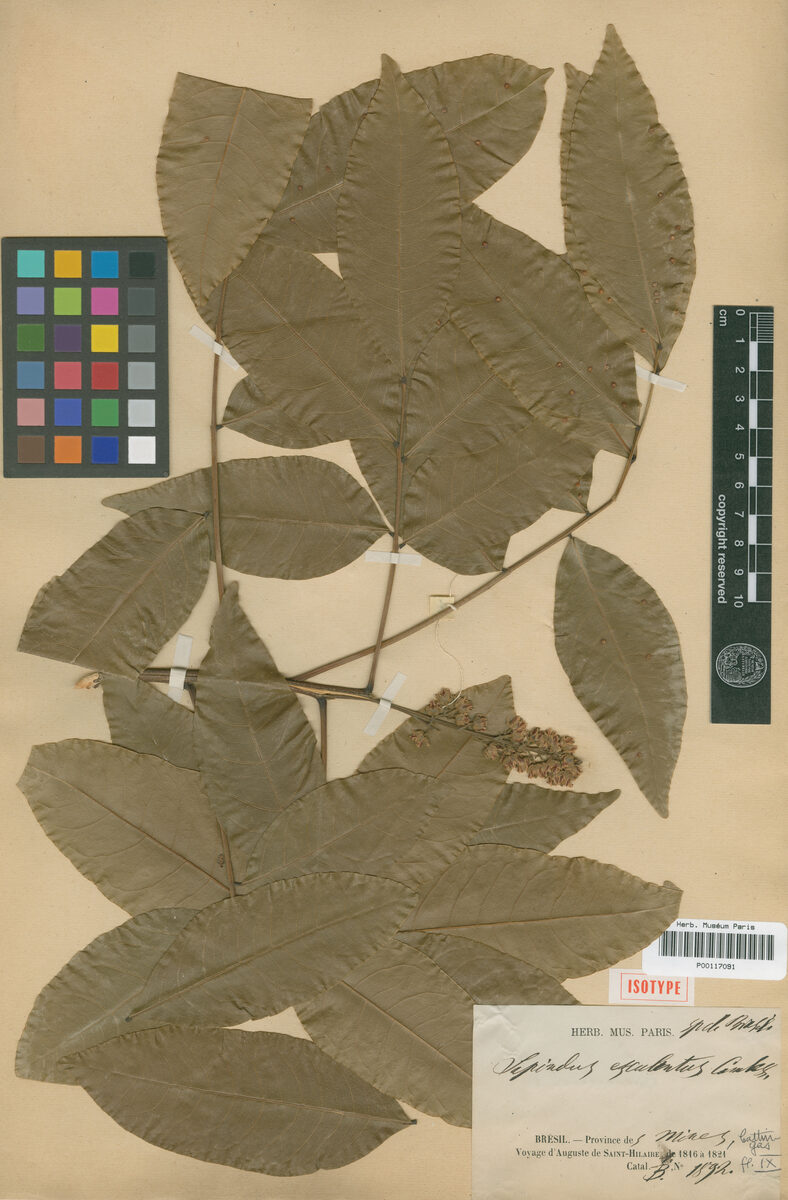Sapindus esculentus (Pittombera) — photo