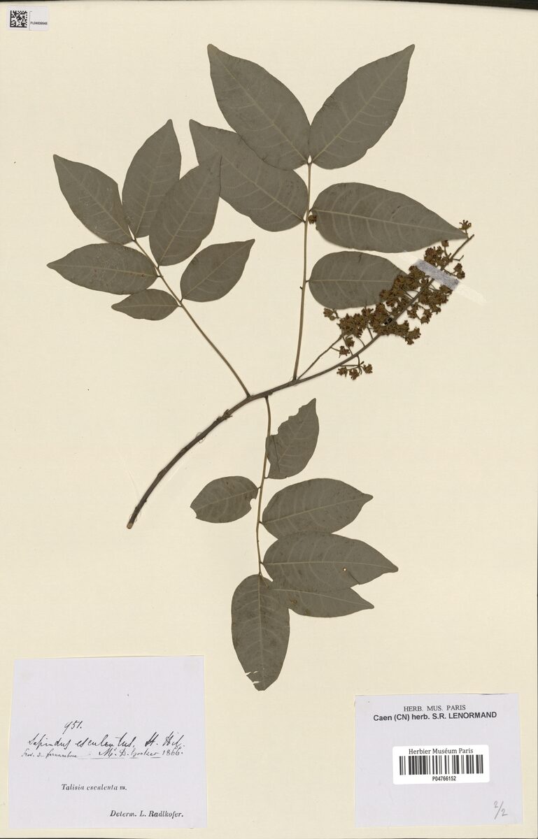 Sapindus esculentus
