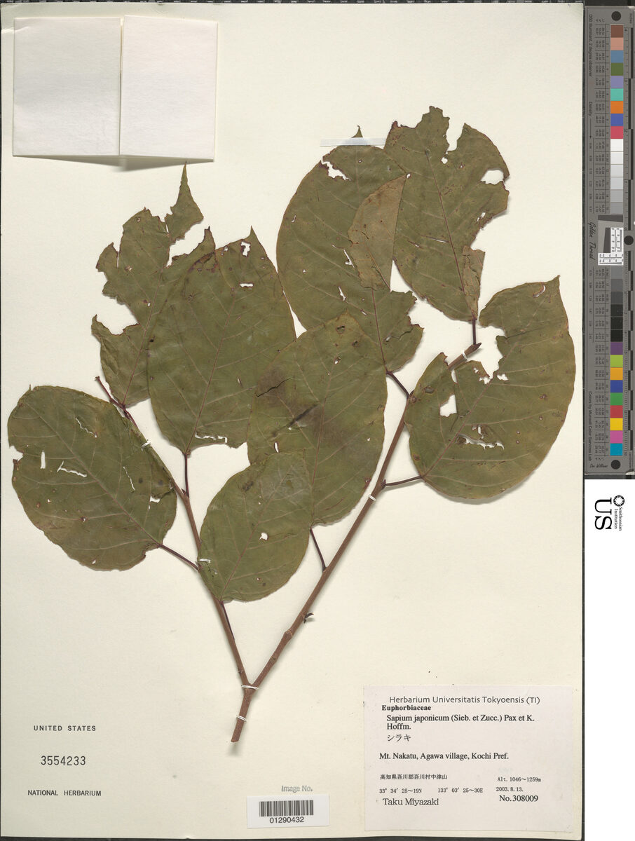 Sapium japonicum - (Siebold.&Zucc.)Pax.&K.Hoffm. — photo
