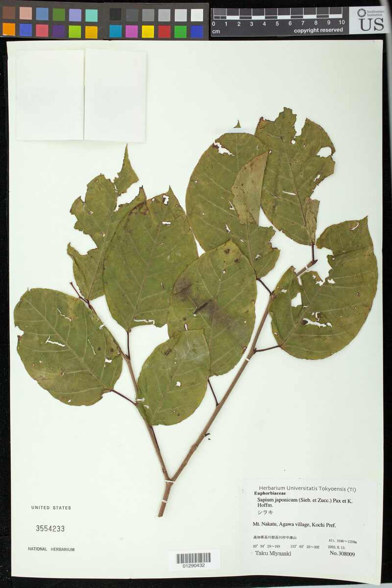 Sapium japonicum - (Siebold.&Zucc.)Pax.&K.Hoffm. — photo