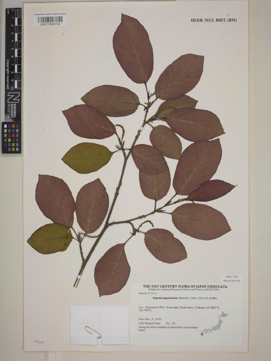 Sapium japonicum - (Siebold.&Zucc.)Pax.&K.Hoffm.
