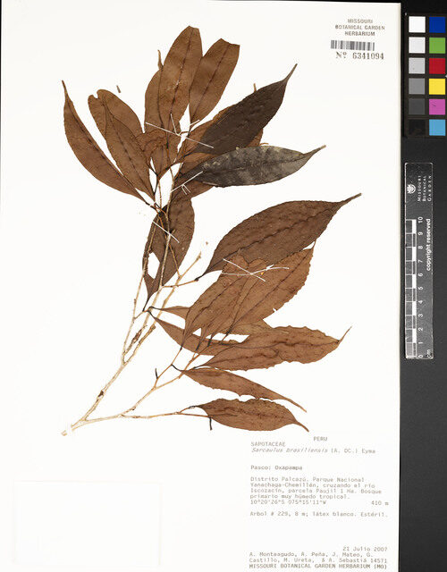 Sarcaulus brasiliensis subsp. gracilis (Quinilla) — photo