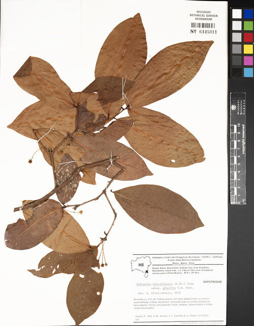Sarcaulus brasiliensis subsp. gracilis (Quinilla) — photo