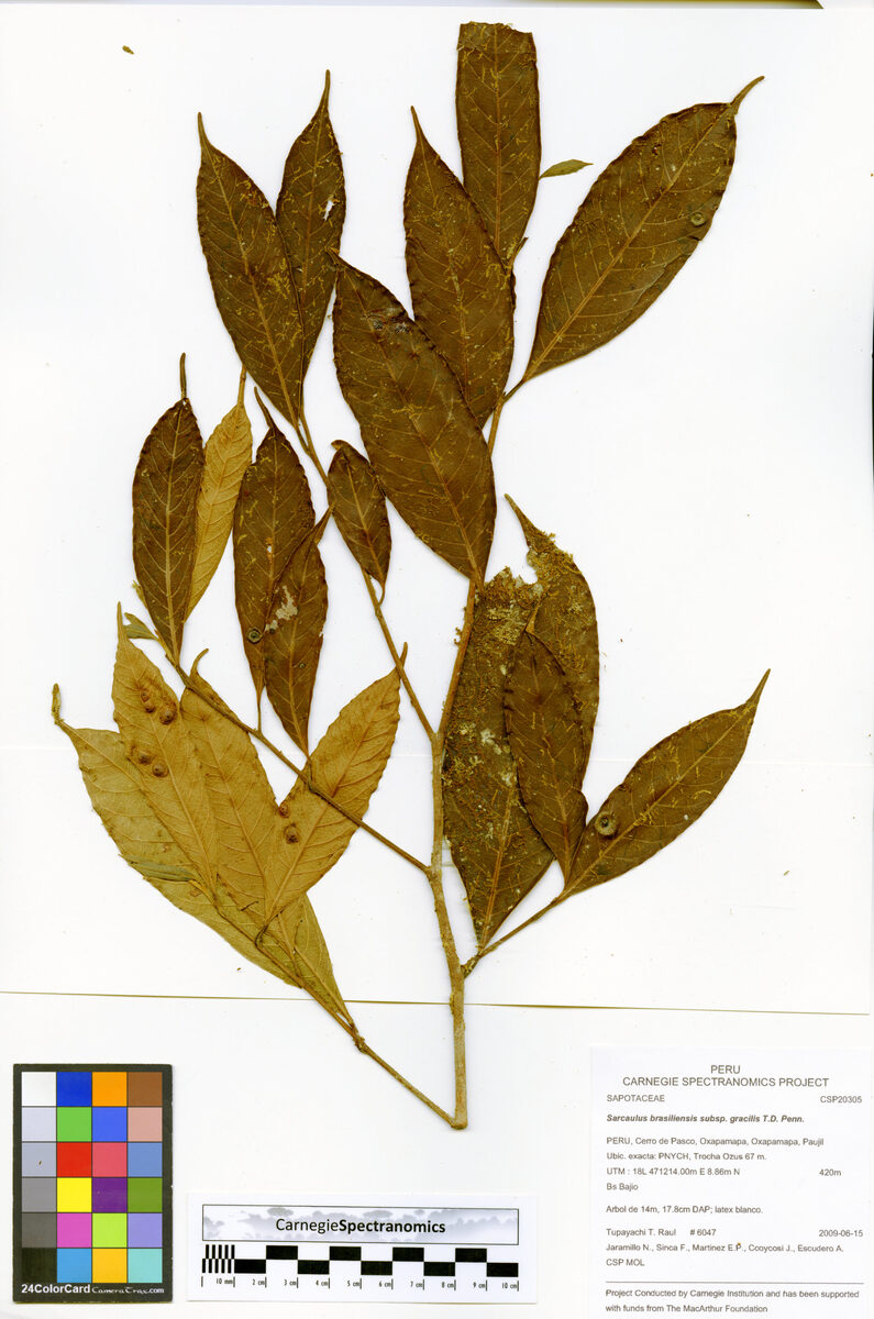 Sarcaulus brasiliensis subsp. gracilis