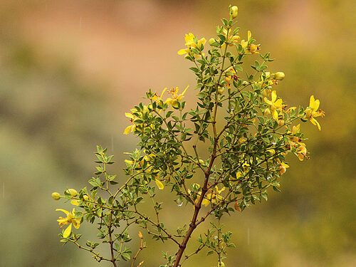 Sarcobatus vermiculatus (Greasewood) — photo