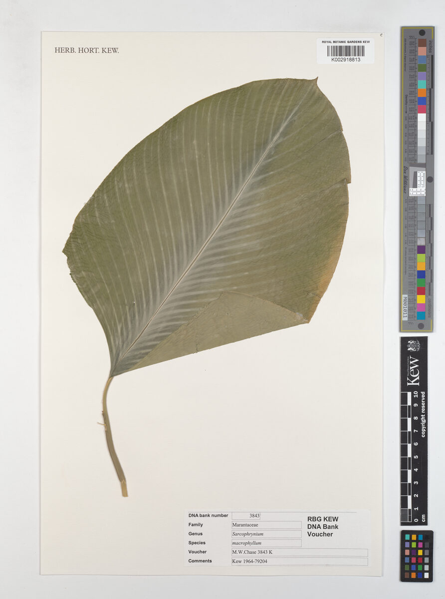 Sarcophrynium macrophyllum