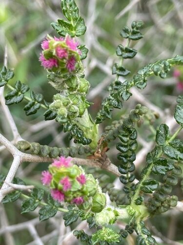 Sarcopoterium spinosum (Thorny burnet) — photo