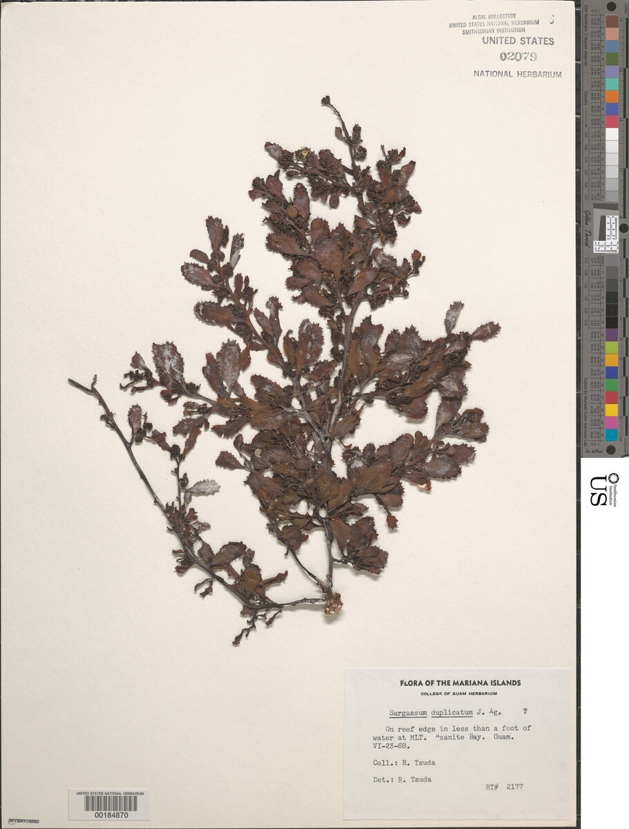 Sargassum duplicatum — photo