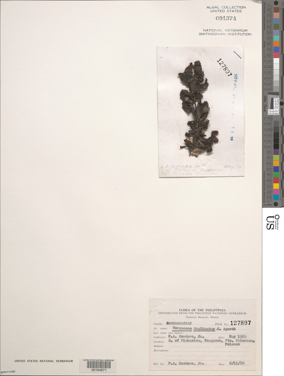 Sargassum duplicatum