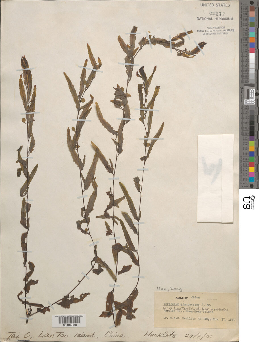 Sargassum glaucescens
