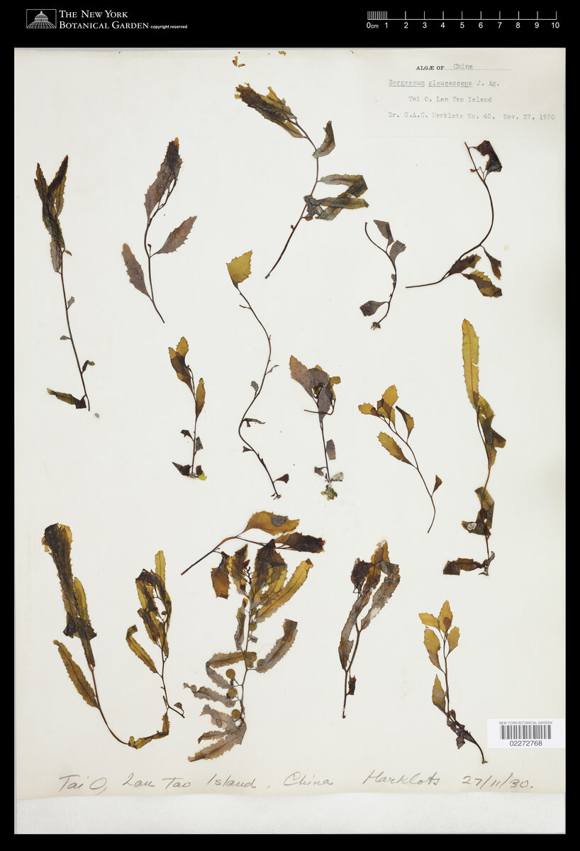 Sargassum glaucescens — photo
