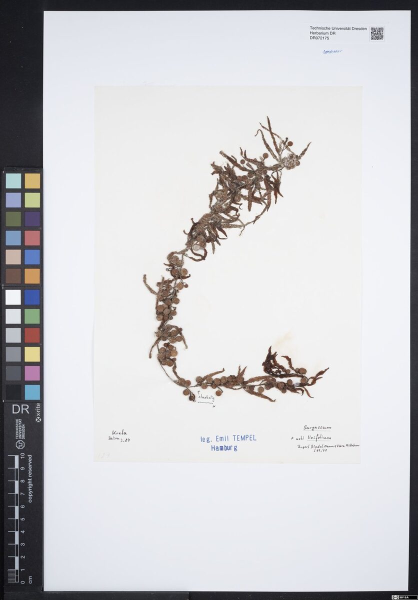 Sargassum linifolium — photo