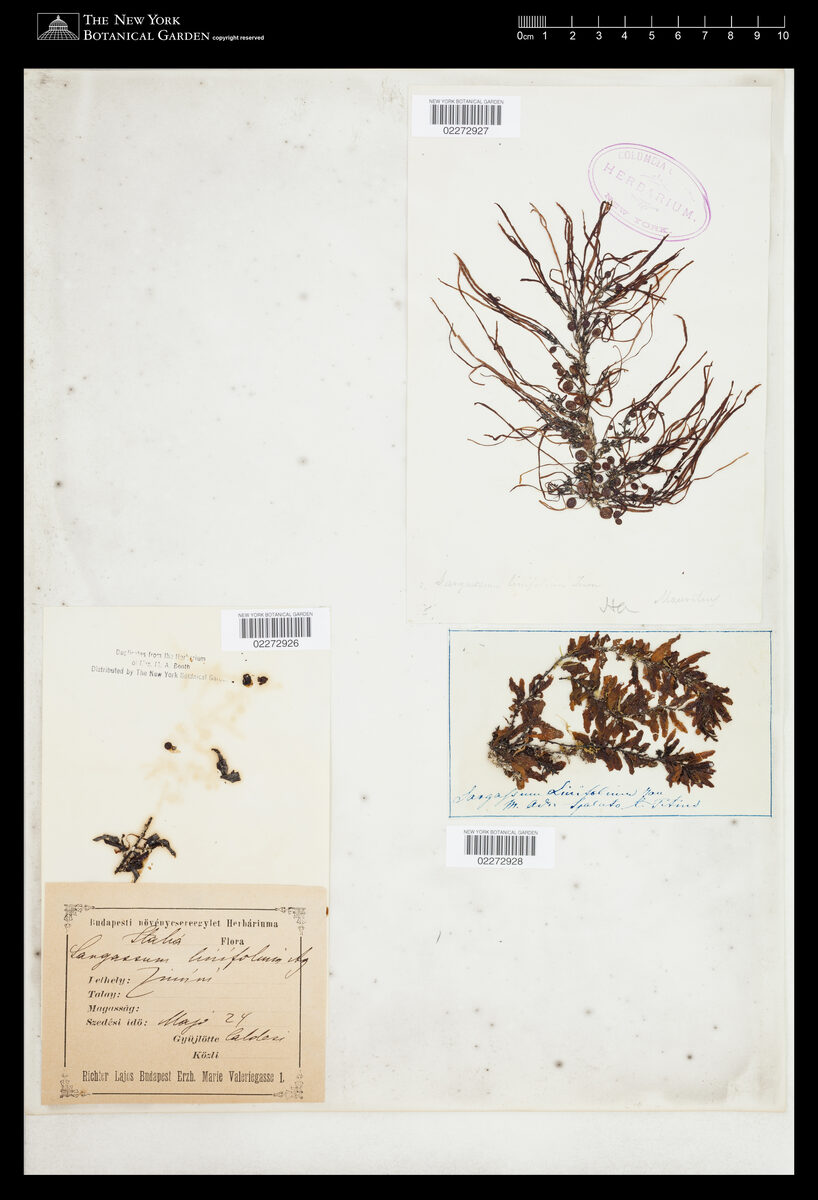 Sargassum linifolium — photo