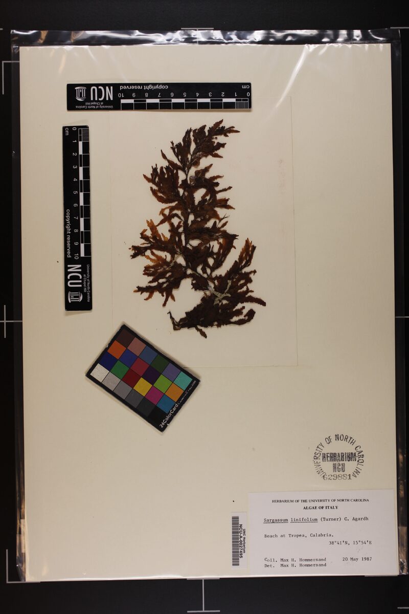 Sargassum linifolium