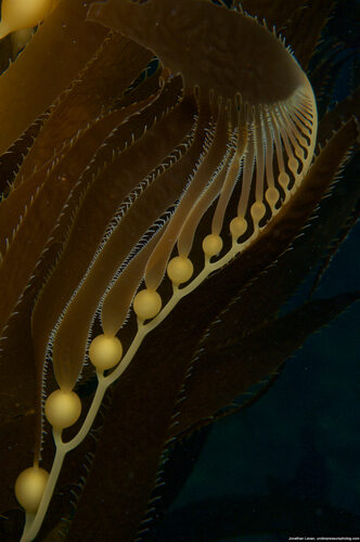 Sargassum polycystum (Brown algae) — photo