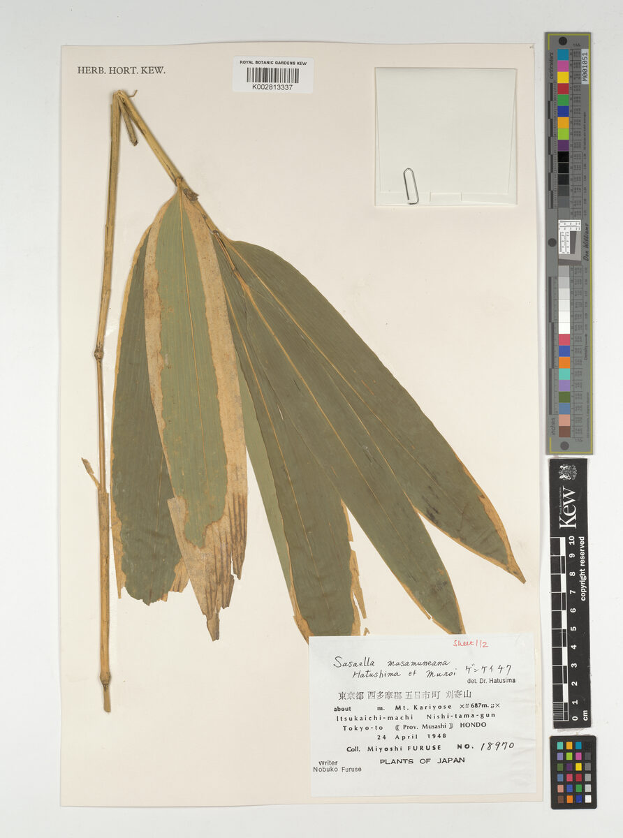 Sasa masamuneana (White striped dwarf bamboo) — photo