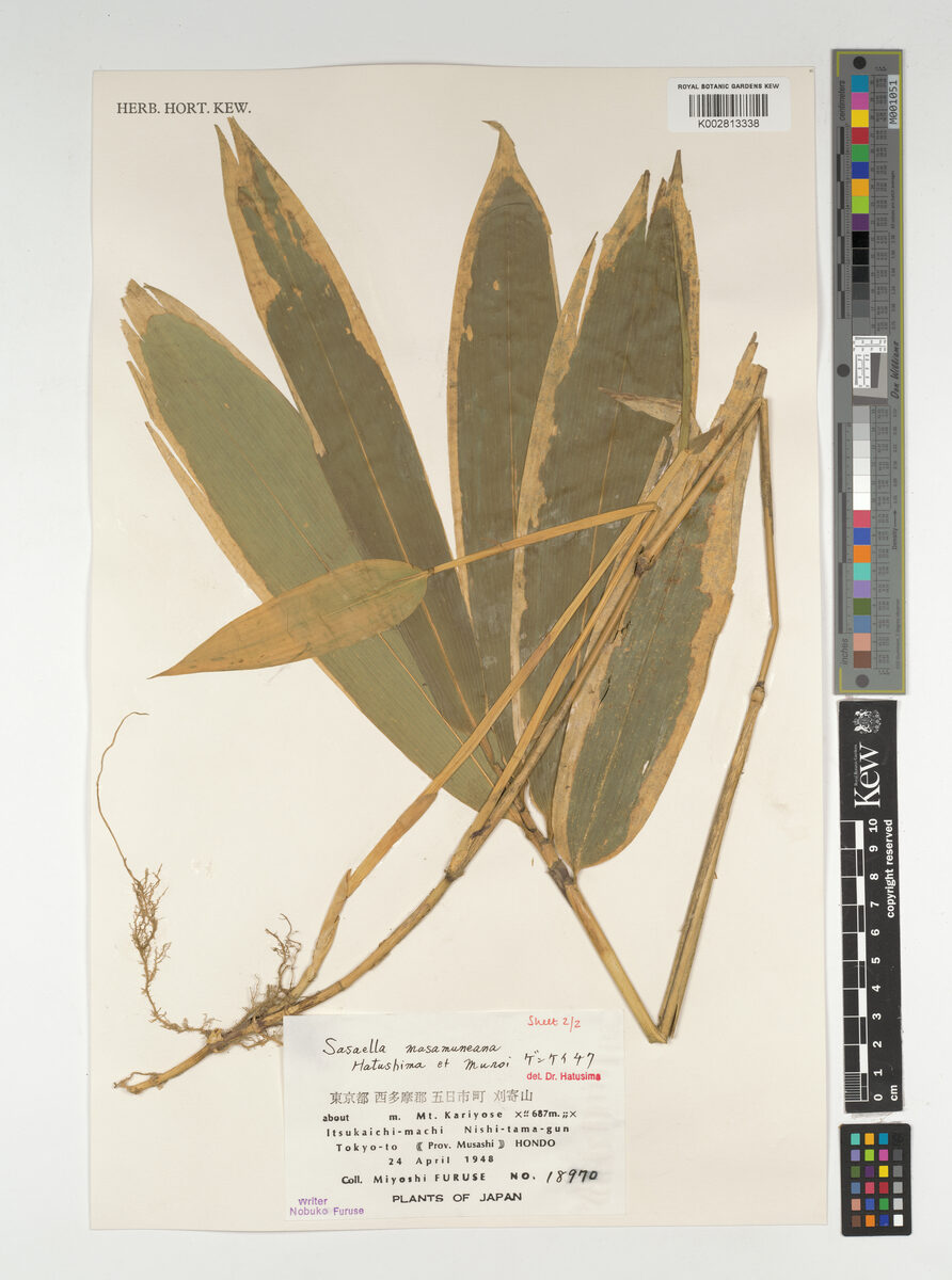 Sasa masamuneana (White striped dwarf bamboo) — photo