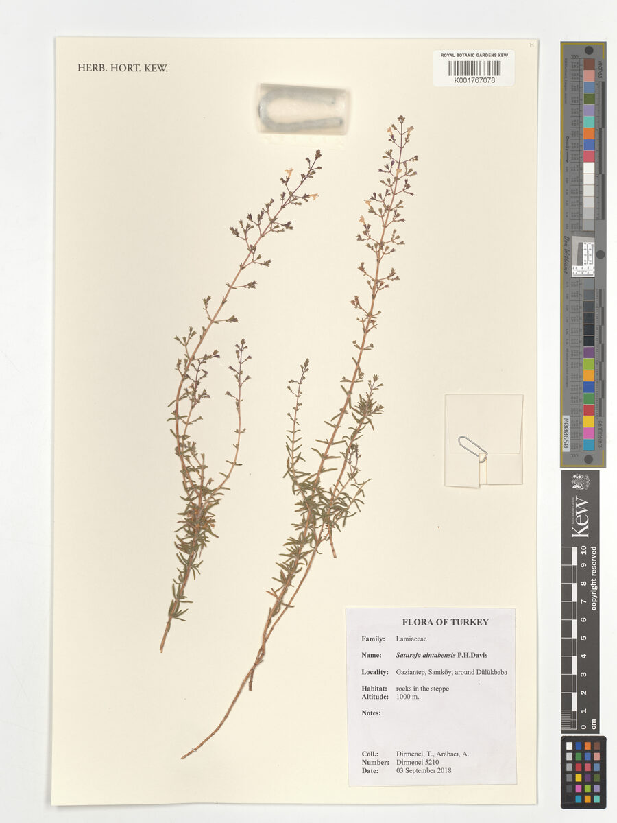 Satureja aintabensis