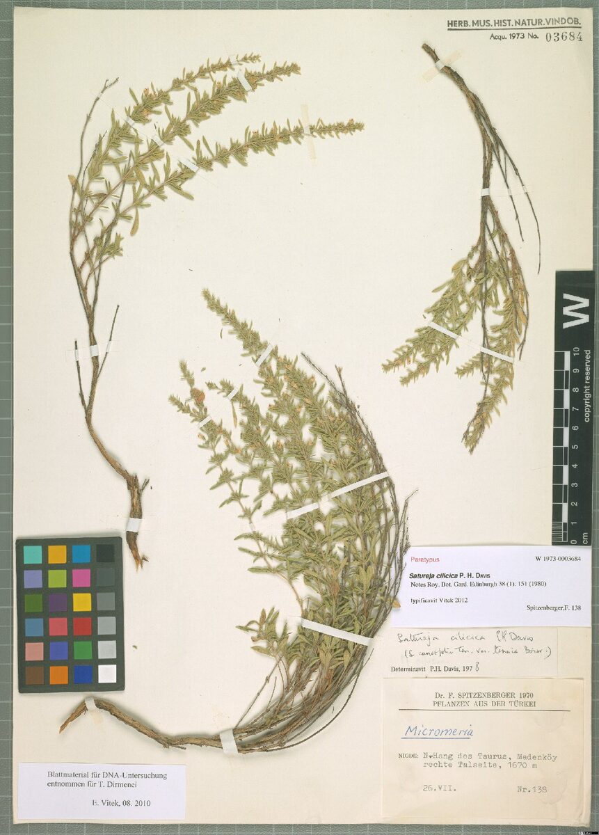 Satureja cilicica
