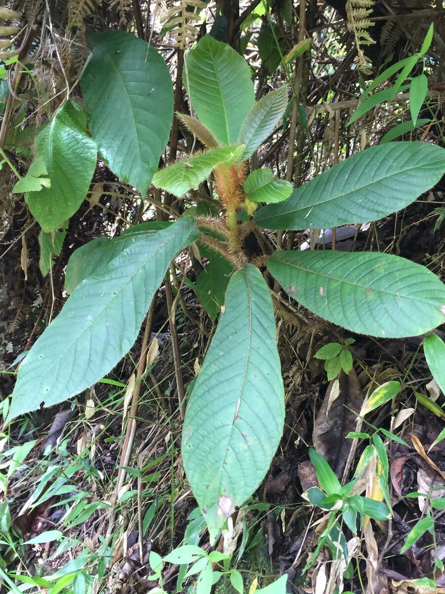 Saurauia conzattii — photo