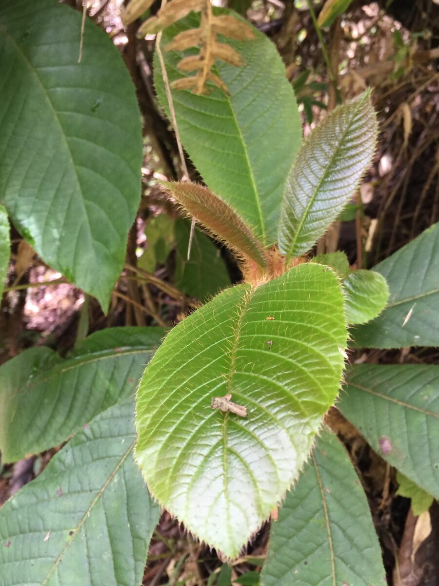 Saurauia conzattii