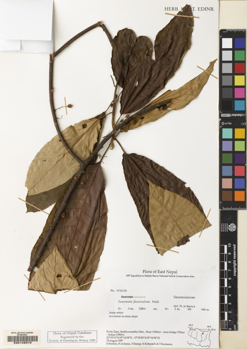 Saurauia fasciculata — photo