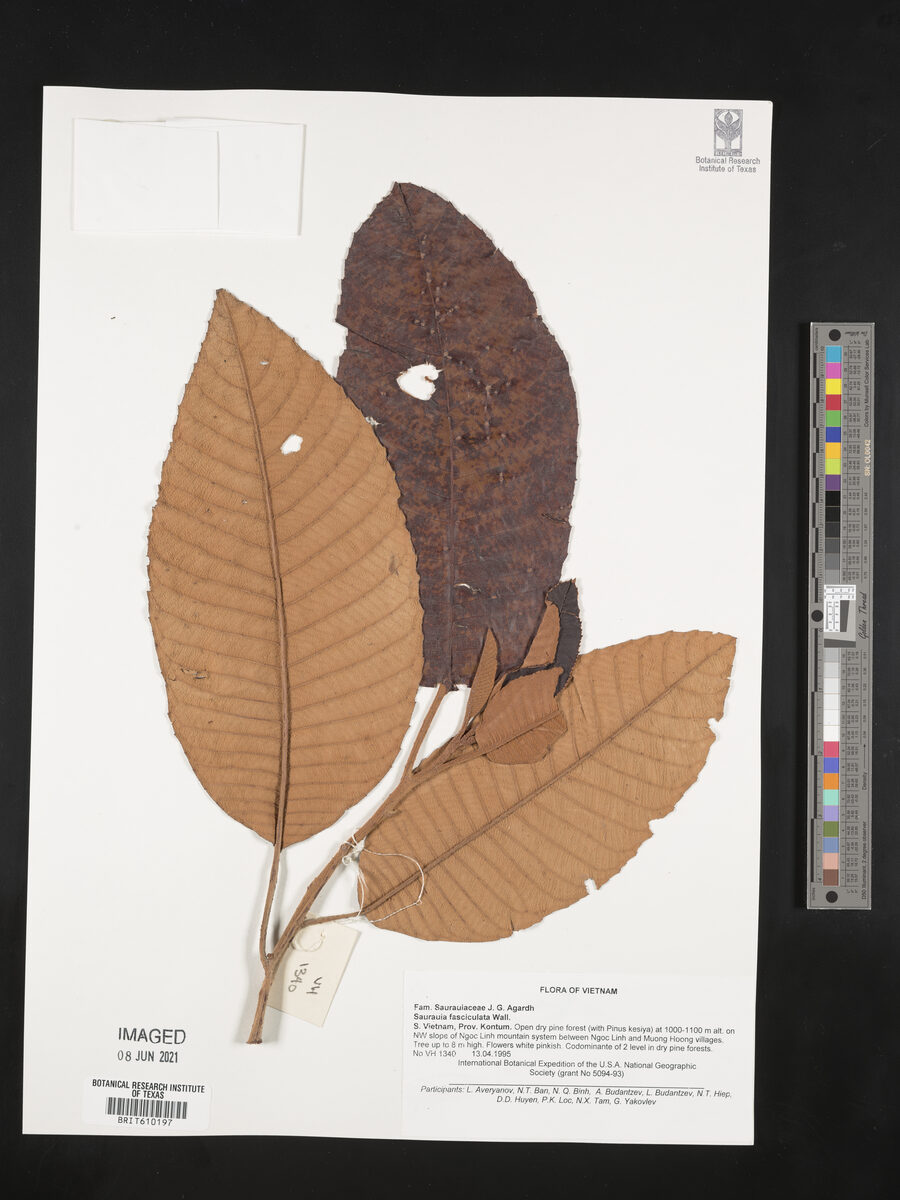 Saurauia fasciculata — photo