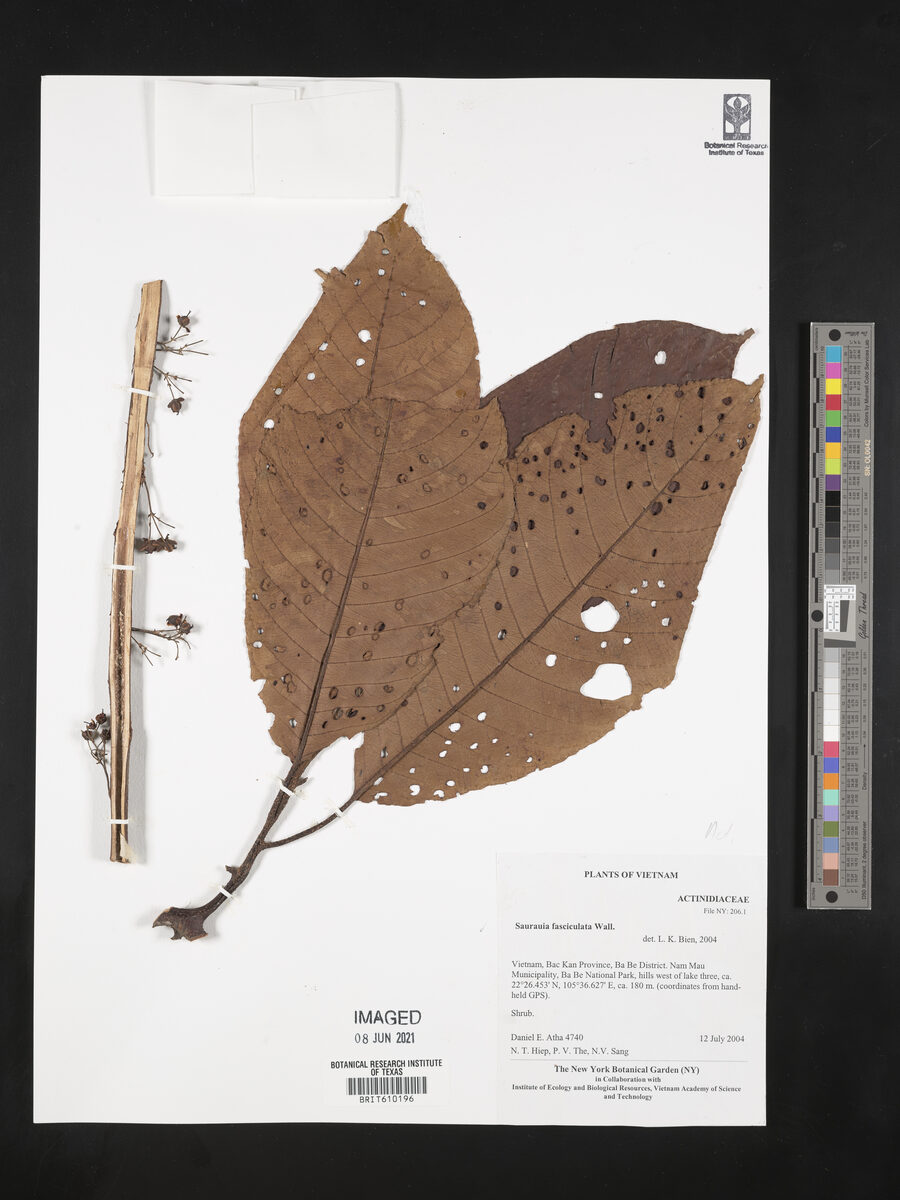 Saurauia fasciculata
