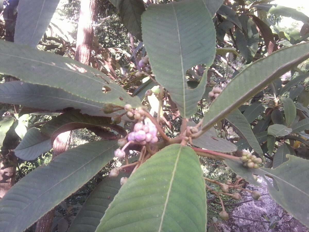 Saurauia napaulensis (Gogan) — photo