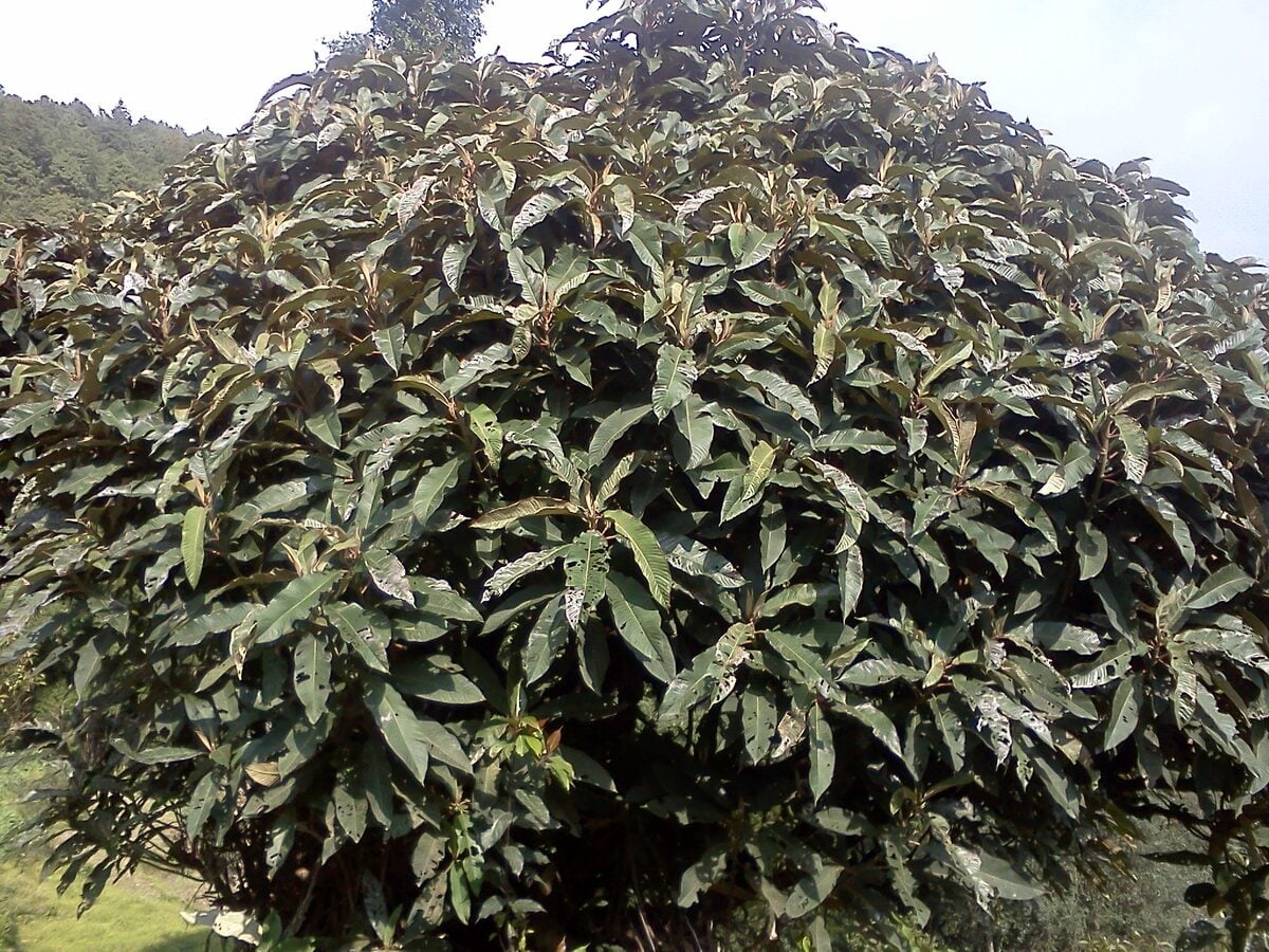 Saurauia napaulensis