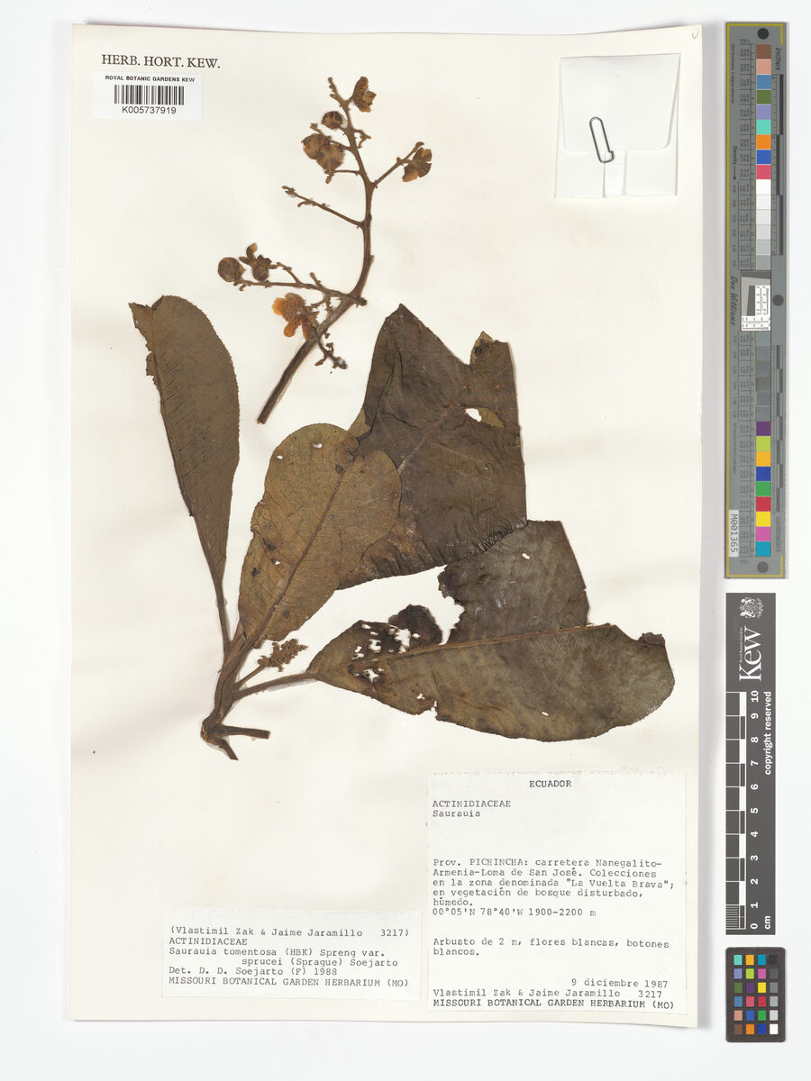 Saurauia tomentosa var. sprucei — photo