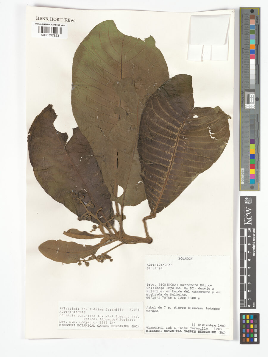 Saurauia tomentosa var. sprucei — photo