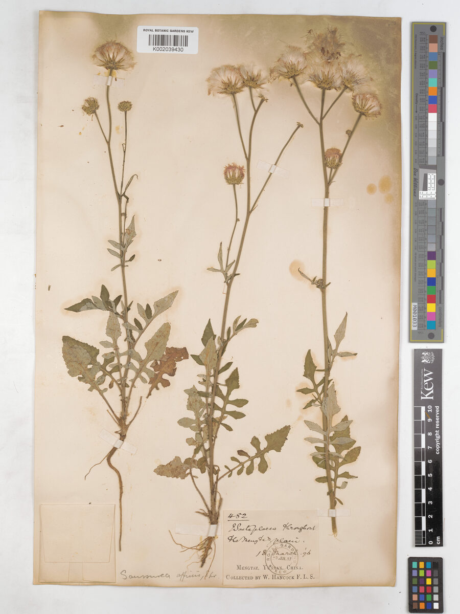 Saussurea affinis — photo