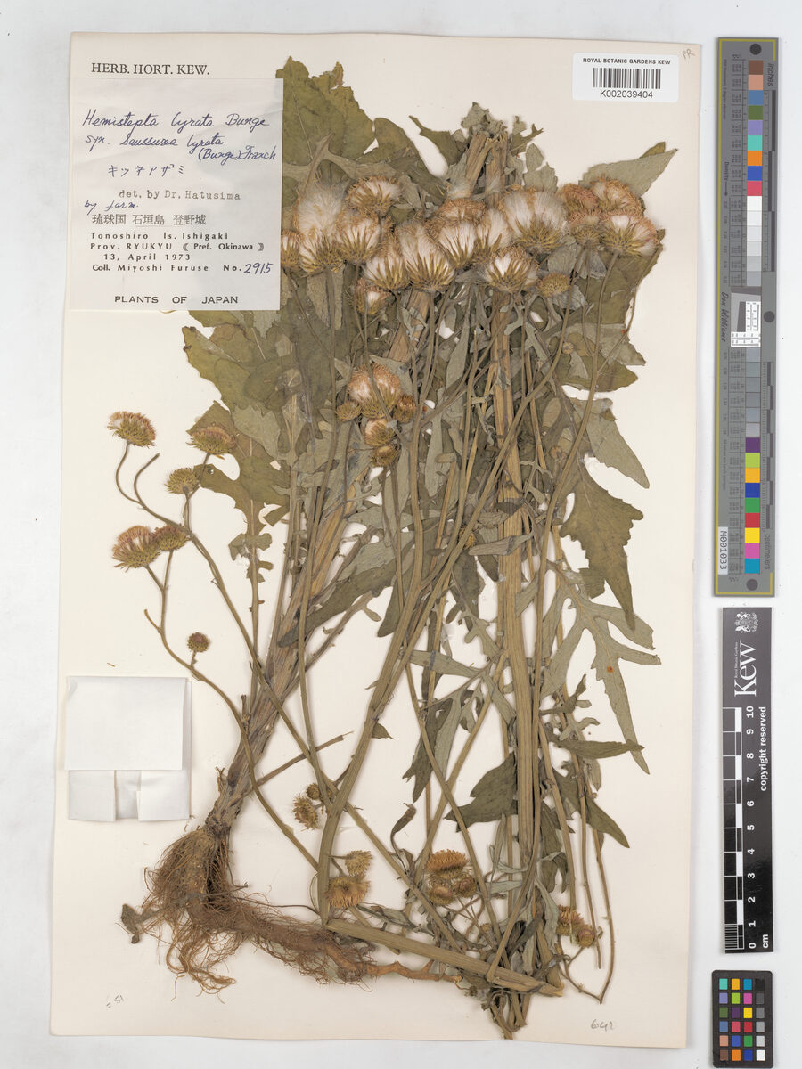 Saussurea affinis — photo