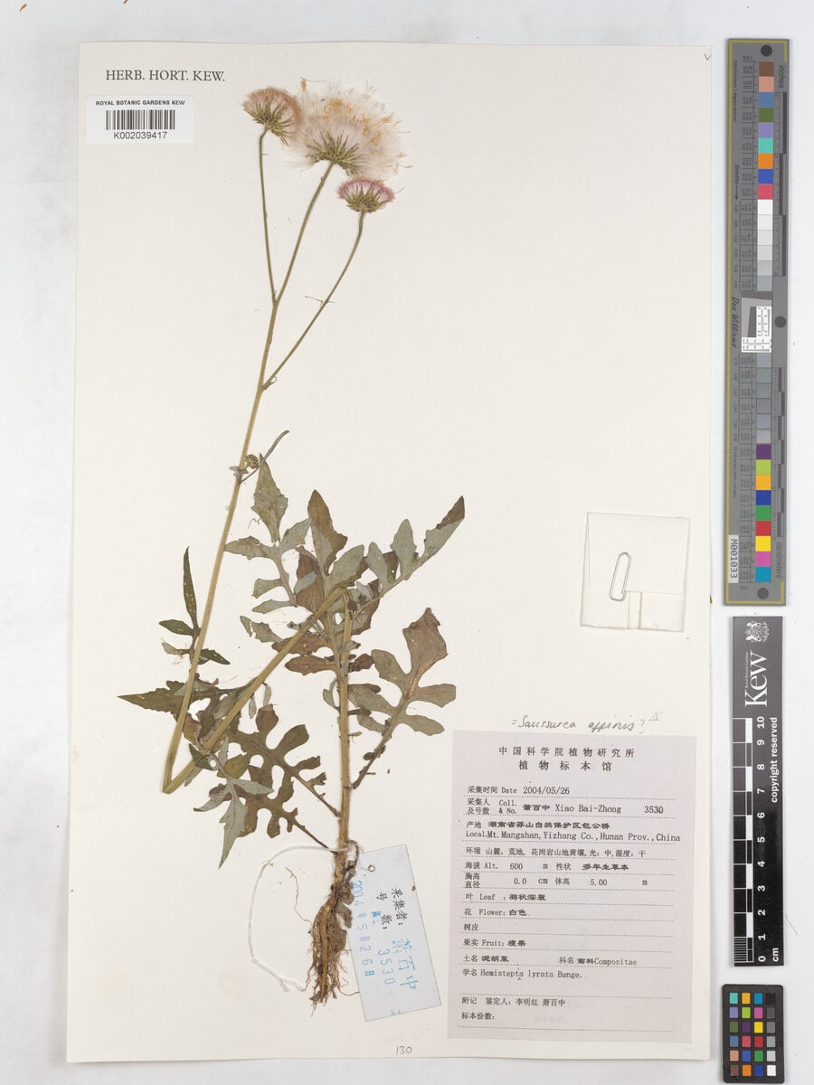 Saussurea affinis