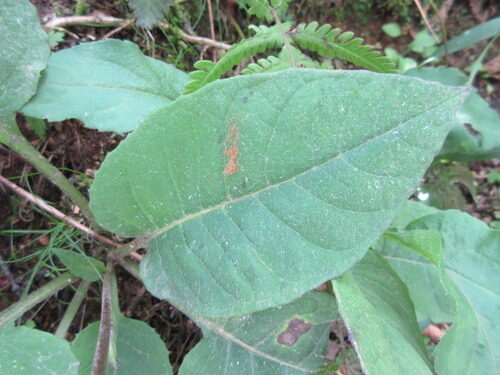 Saussurea diamantiaca — photo