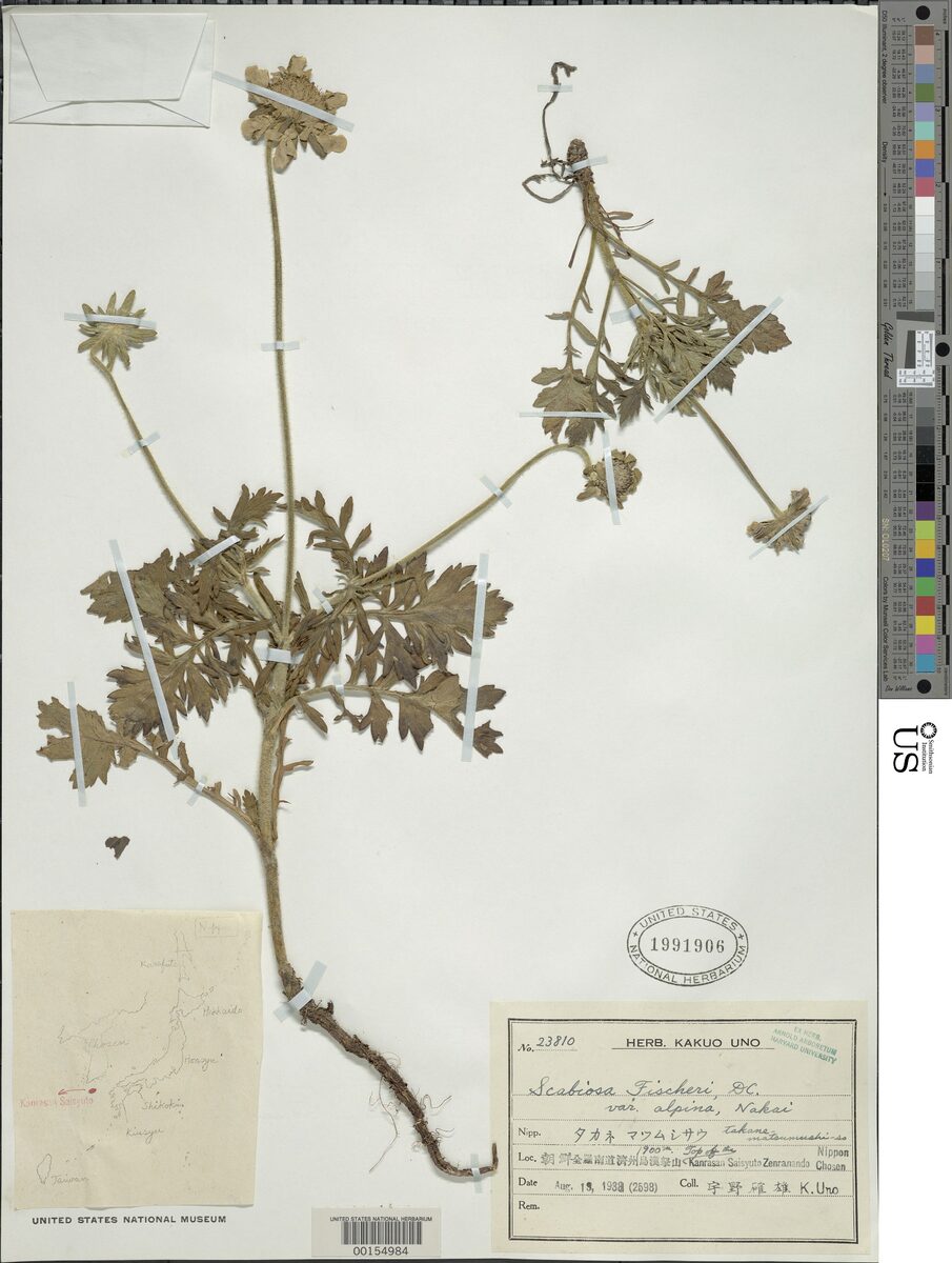 Scabiosa fischeri — photo