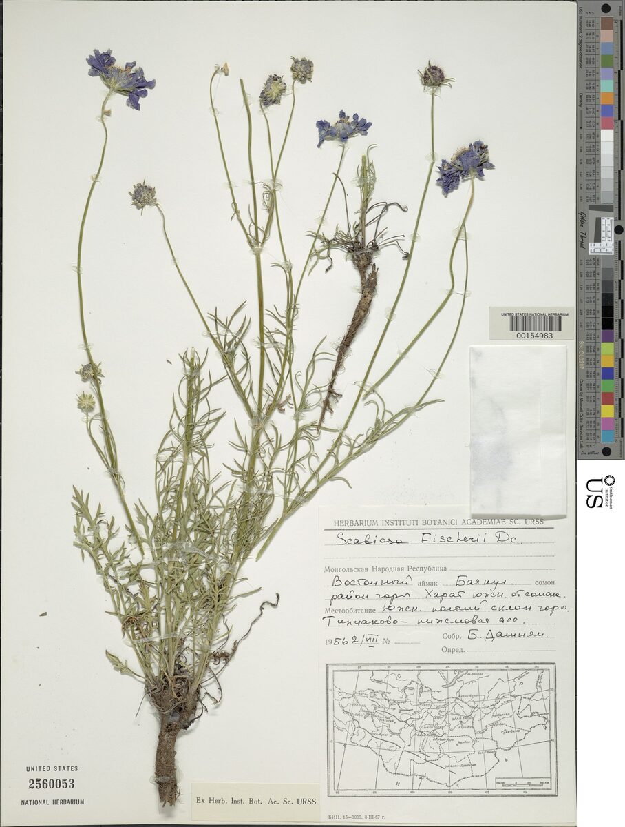 Scabiosa fischeri