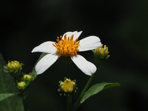 Scandix pecten-veneris (Shepherd's needle) — photo