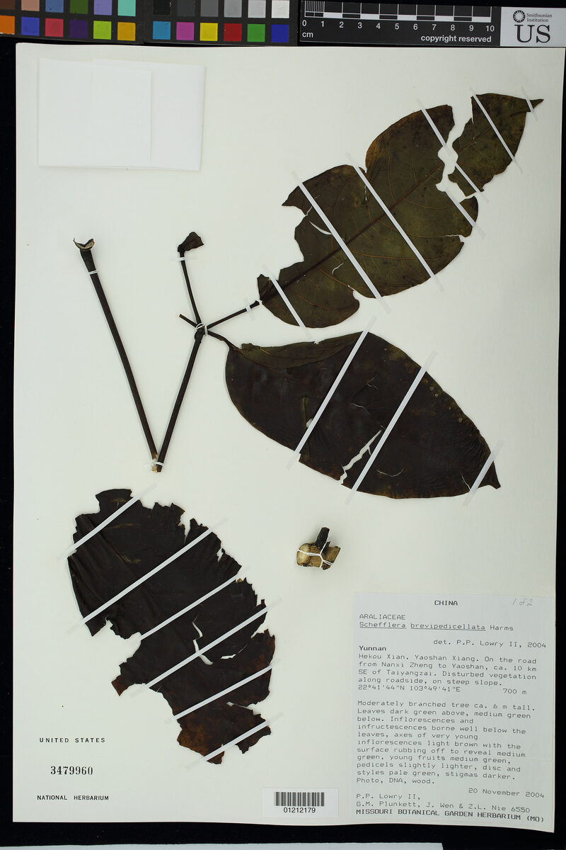Schefflera brevipedicellata — photo