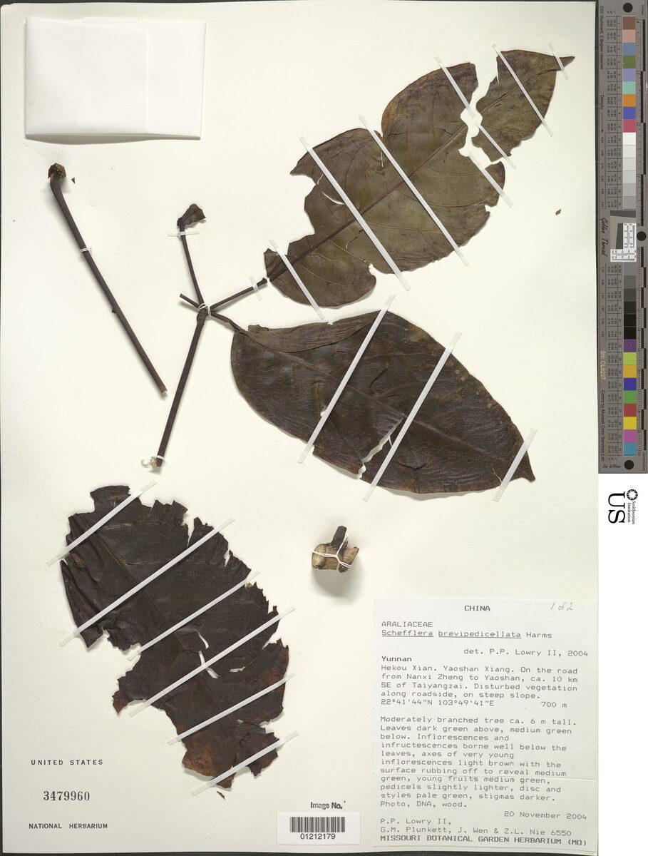 Schefflera brevipedicellata — photo