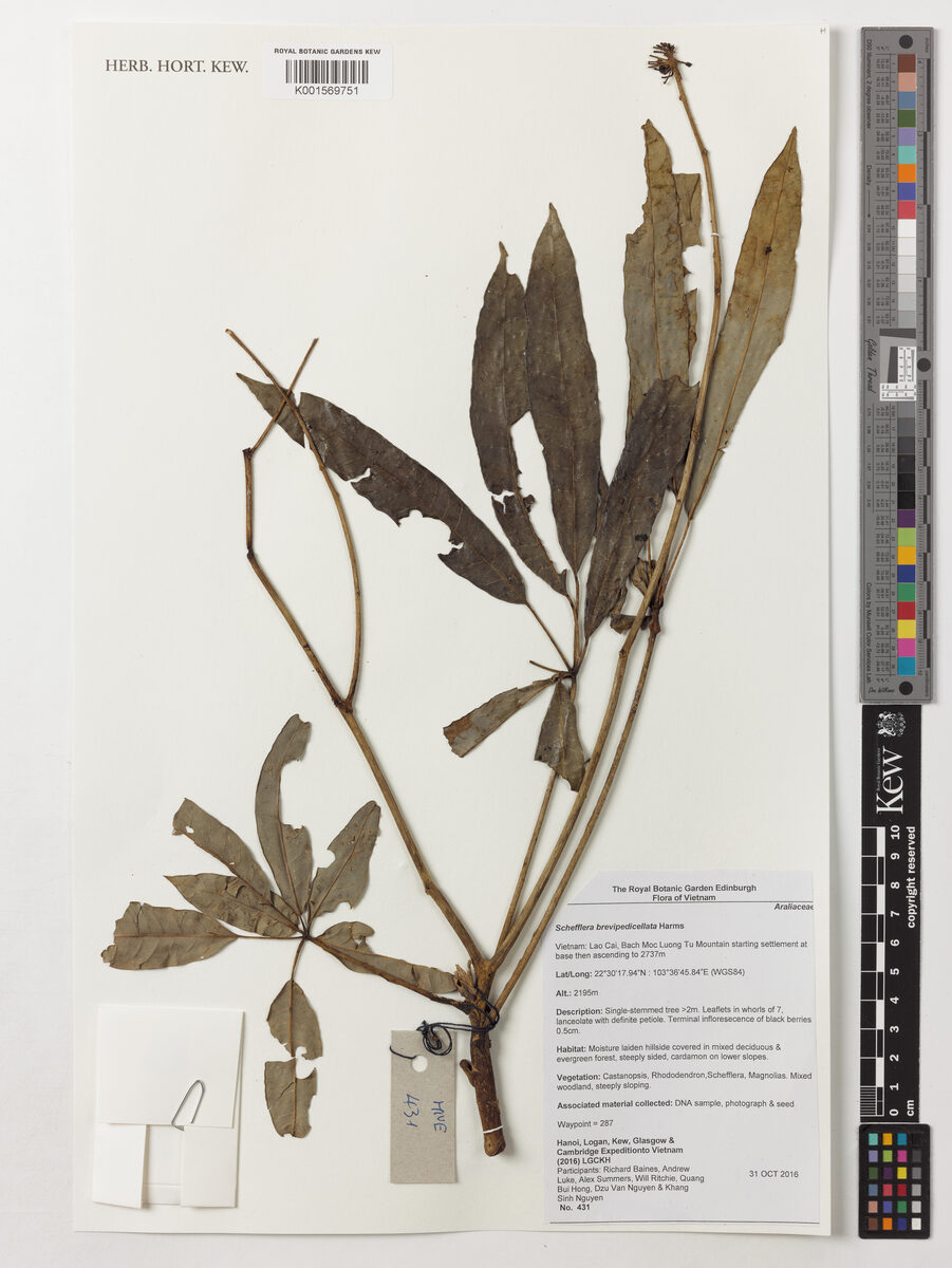 Schefflera brevipedicellata