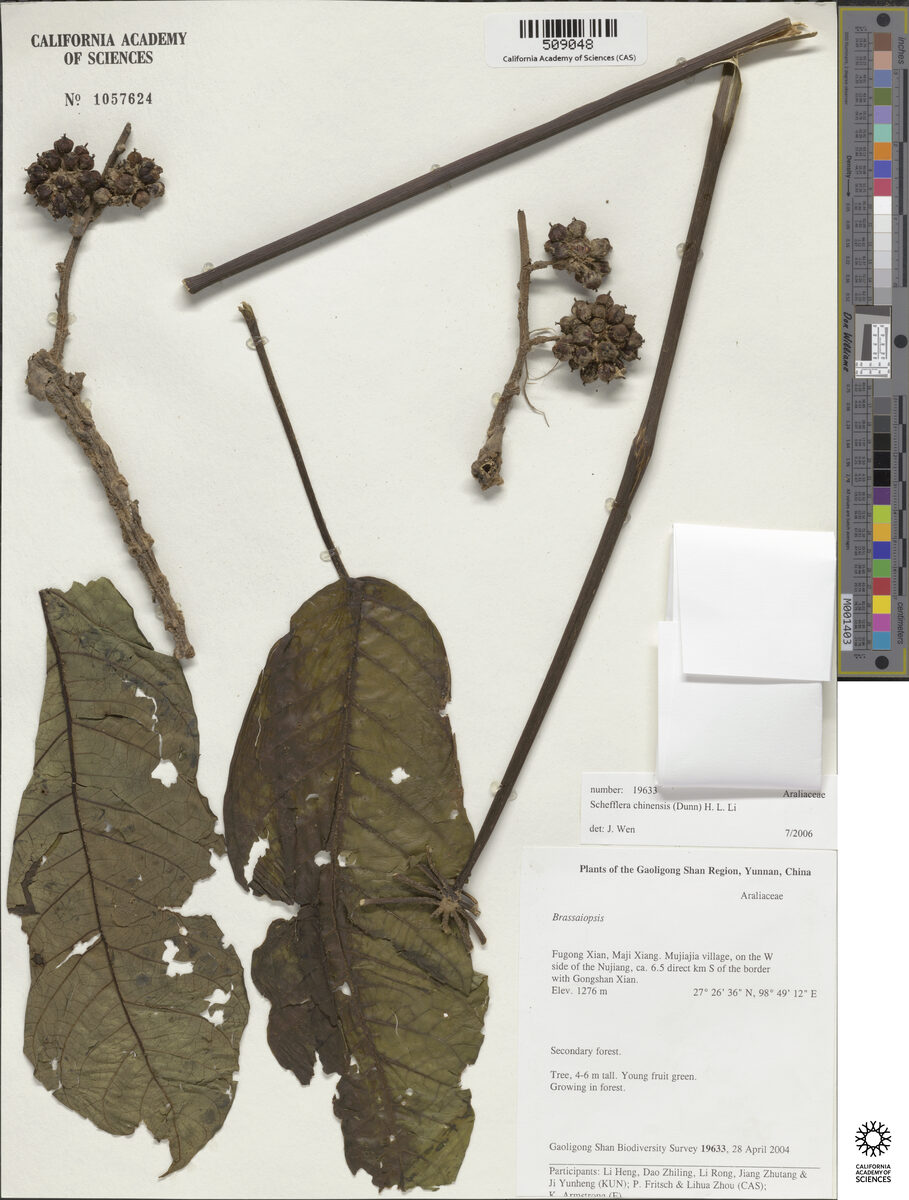 Schefflera chinensis