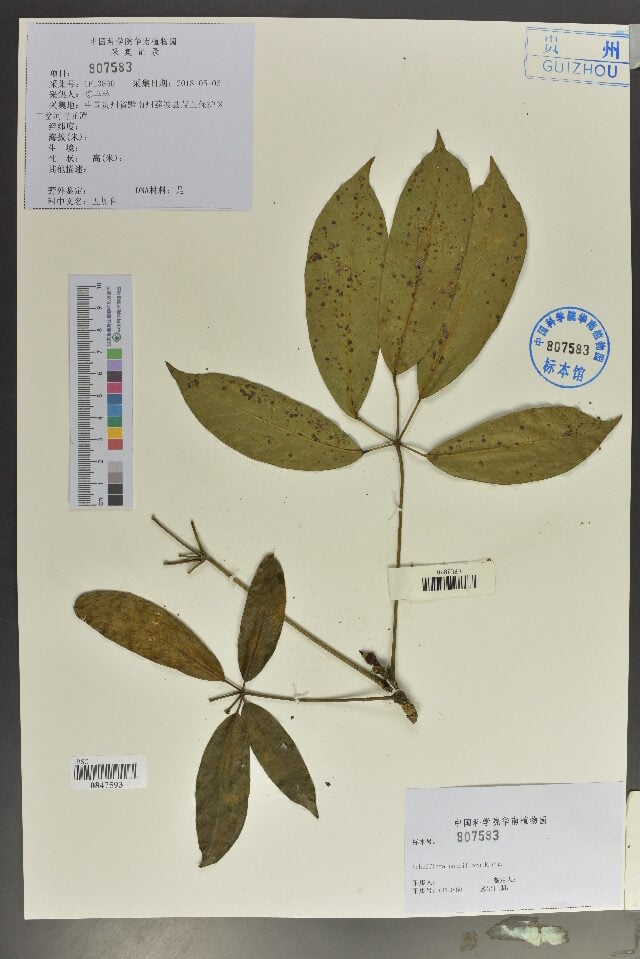 Schefflera pauciflora