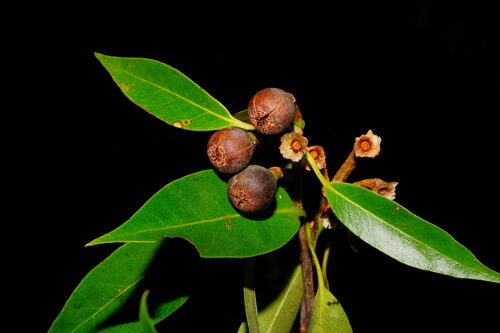 Schima wallichii (Needle wood) — photo