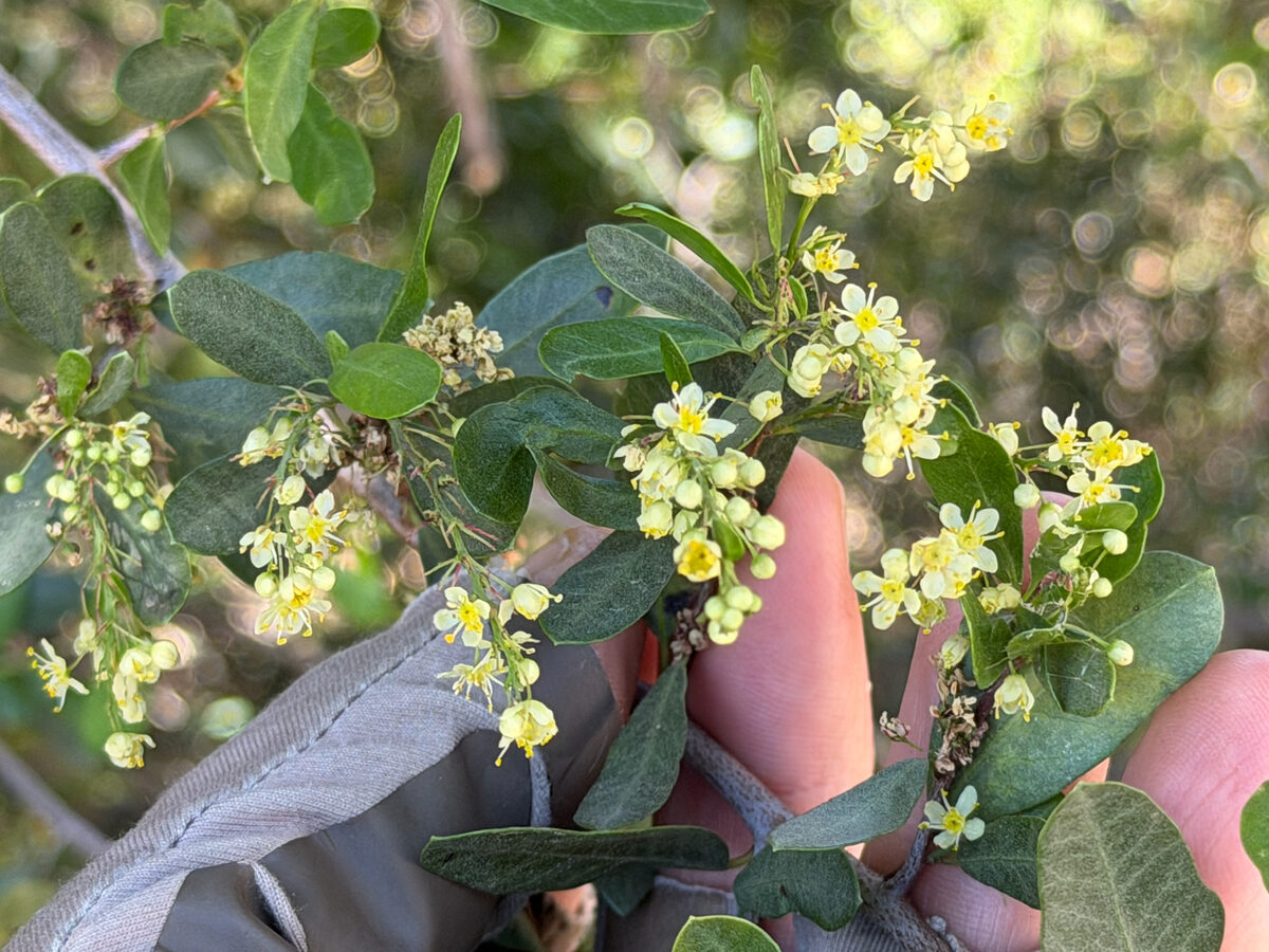 Schinus polygamus - (Cav.)Cabr. (Huigen) — photo