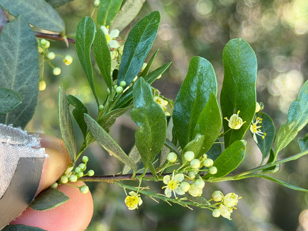 Schinus polygamus - (Cav.)Cabr. (Huigen) — photo