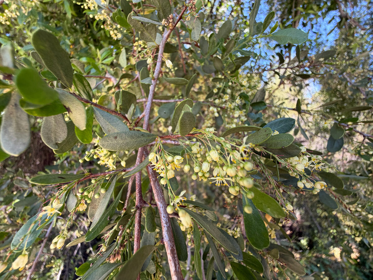 Schinus polygamus - (Cav.)Cabr.